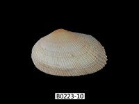 藏品(紫晃蛤)的圖片